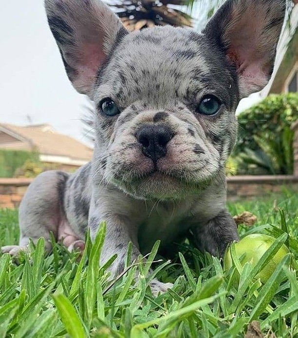  Fantastic Quality French Bulldog Puppies ... 1747_222-3936.Eugene, OR