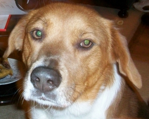 Registeredbegal dog for free adoption